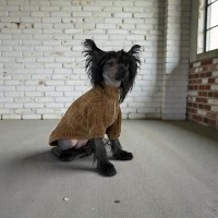 Трикотажна кофта для собак Style Pets SOLO