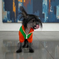 Легкая худи для собак Style Pets POMARANCH