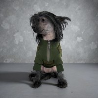 Тепла худі для собак Style Pets SHON
