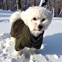 Зимовий комбінезон для собак Style Pets FROZE Khaki (без хутряного вороту) Зимовий комбінезон для собак Style Pets FROZE Khaki (без хутряного вороту)