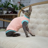 Майка для кота или кошки Style Pets BS-cats цвет персик Майка для кота или кошки Style Pets BS-cats цвет персик