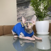 Майка для кота или кошки Style Pets✌ «victory hand» цвет синий Майка для кота или кошки Style Pets✌ «victory hand» цвет синий
