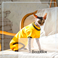 Бодики
