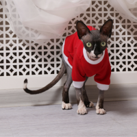 Тепла кофта для кота (кішки) трикотаж на хутрі Santa Cozy з рукавом Style Pets 